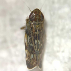 Metalimnus formosus
